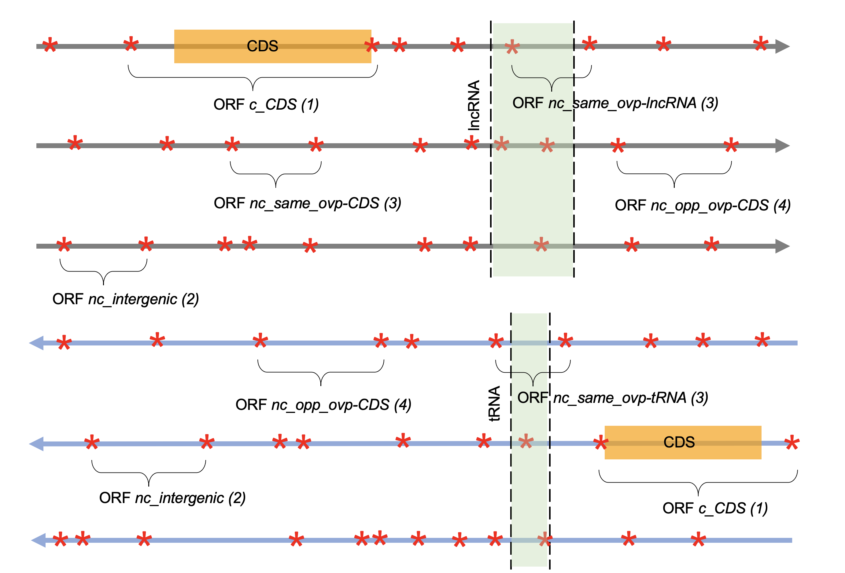 Examples_of_ORFs